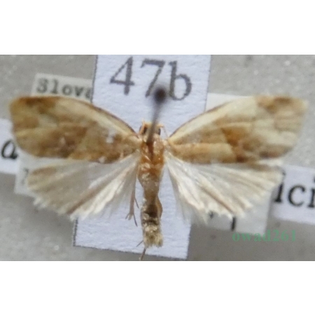 Brevicornutia pallidana (Zeller, 1847) Slovakia47b